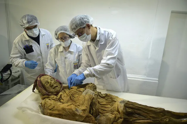 French forensic doctor Philippe Charlier (R) examines the Guano mummy with Ecuadorian technicians in a laboratory at the Cultural Heritage Institute of Ecuador in Quito on January 30, 2019. Charlier is studying the 16th-century mummy of a friar found in the town of Guano, Ecuador in 1949. As the body was placed in a wall with a cold, dry environment, it was protected from flies and larvae, and the preserved tissues still contain traces of the rheumatoid polyarthritis that have captured the attention of Charlier, who has studied the remains of Hitler, Descartes, Robespierre and of the first discovered specimen of the Cro-Magnon man. (Photo by Rodrigo Buendía/AFP Photo)