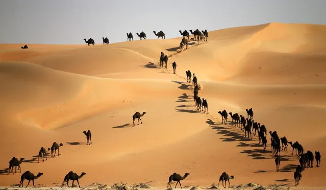 Camels walk along sand dunes in the Liwa desert, 220 kms west of Abu Dhabi, as the Mazayin Dhafra Camel Festival takes place on December 22, 2013. (Photo by Karim Sahib/AFP Photo)