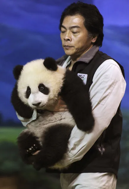 A zookeeper carries Yuan Zai, the first Taiwan-born baby panda, at the Taipei City Zoo in Taipei, January 4, 2014. The cub, which was born in July 2013, was unveiled to the media on January 4 before its public debut next Monday, according to local media. (Photo by Sam Yeh/Reuters)