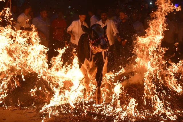Men lead a cow over a burning haystack as a ritual to seek fortune and protection for the cattle owners to mark the Hindu festival of Makar Sankranti in Bengaluru on January 15, 2024. (Photo by Idrees Mohammed/AFP Photo)