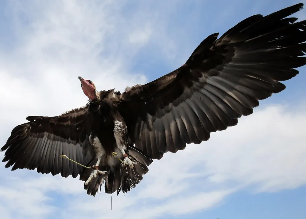 The Week in Pictures: Animals, April 17 – April 24, 2015