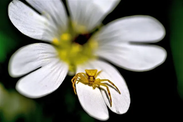 A thomisidae (crab spider) is on a flower as air temperature increases at Botanik Park, in Ankara, Turkiye on May 16, 2023. (Photo by Mustafa Ciftci/Anadolu Agency via Getty Images)