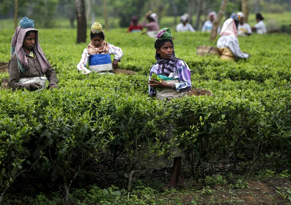 Tea Tribes of Assam