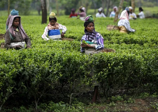 Tea garden workers pluck tea leaves inside Aideobarie Tea Estate in Jorhat in Assam, India, April 21, 2015. (Photo by Ahmad Masood/Reuters)
