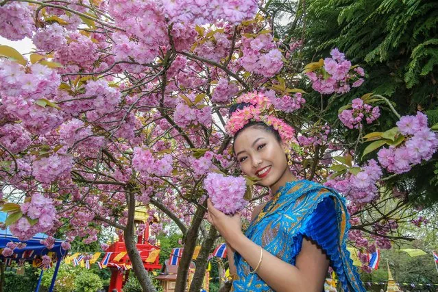 Members of the British Thai celebrate the Thai New Year (Songkran) at the Buddhapadipa Temple on April 16, 2018 in London, England. Buddhapadipa Temple, the largest Thai temple in the UK with religious ceremonies Thai classical music and dancing performances as well as stalls selling Thai food, groceries and souvenirs. (Photo by Paul Quezada-Neiman/Alamy Live News)