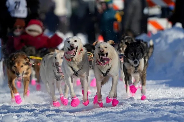 Sean Williams's sled dog team participates in the ceremonial start of the 52nd Iditarod Trail Sled Dog Race in Anchorage, Alaska, U.S. March 2, 2024. (Photo by Kerry Tasker/Reuters)