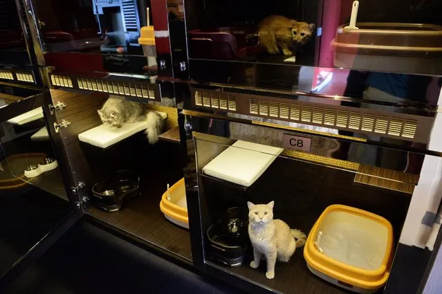 Cats who are tired of the rat race in fast-paced Singapore have a new high-end leisure option at the Wagington luxury pet hotel in Singapore on February 24, 2016. (Photo by Roslan Rahman/Getty Images)