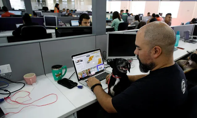 An employee of the global professional services of Accenture works with his dog during a day the company offers to their employees to work accompanied by their pets in Heredia, Costa Rica February 15, 2017. (Photo by Juan Carlos Ulate/Reuters)