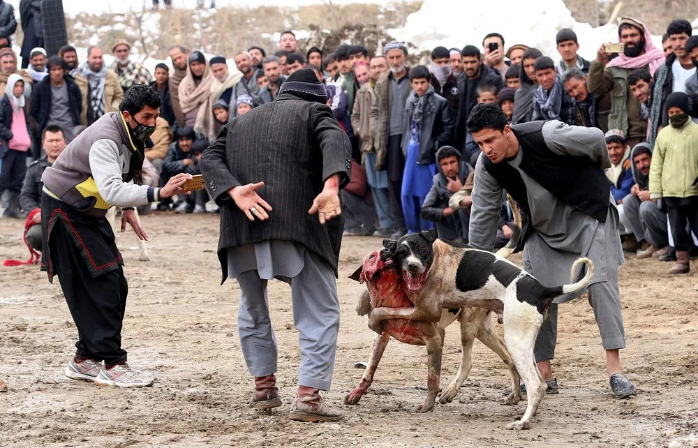 Kabul Dog Fights
