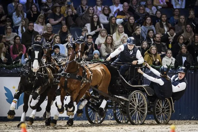 Glenn Geerts of Belgium in action during the CAI-W World Cup Competition driving event at the Sweden International Horse Show at​ Friends Arena in Solna, Stockholm, Sweden, 27 november 2021. (Photo by Erik Simander/TT/EPA/EFE)