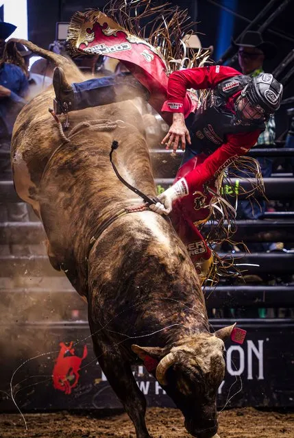 Jesse Petri flies off Punchy Pete during a Professional Bull Riders event in Albuquerque, New Mexico, on Friday, March 22, 2024. (Photo by Chancey Bush/The Albuquerque Journal/AP Photo)