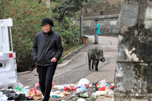 A wild boar feeds from garbage bins in the luxury residential district of the Peak in Hong Kong, China, 12 January 2023. According to the Agriculture, Fisheries and Conservation Department there are between 2,000 and 3,000 wild boars in Hong Kong. They tend to remain hidden in wooded areas, but often venture out for food, sometimes foraging through garbage bins, barbecue sites and sometimes illegal fed by humans. (Photo by Jerome Favre/EPA/EFE/Rex Features/Shutterstock)