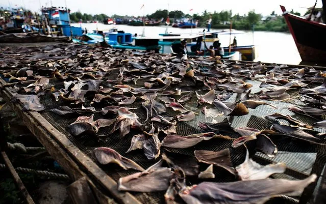 Sharks fins cut and prepared by local villagers are seen drying in the sun at Lampulo fishermen village, in Banda Aceh, Aceh province, on April 6, 2016. Conservation group Save Sharks Indonesia claims the country is the largest supplier of shark fins in the international market. Data from Greenpeace Indonesia shows the country produces at least 486 tons of dried shark fins. (Photo by Chaideer Mahyuddin/AFP Photo)