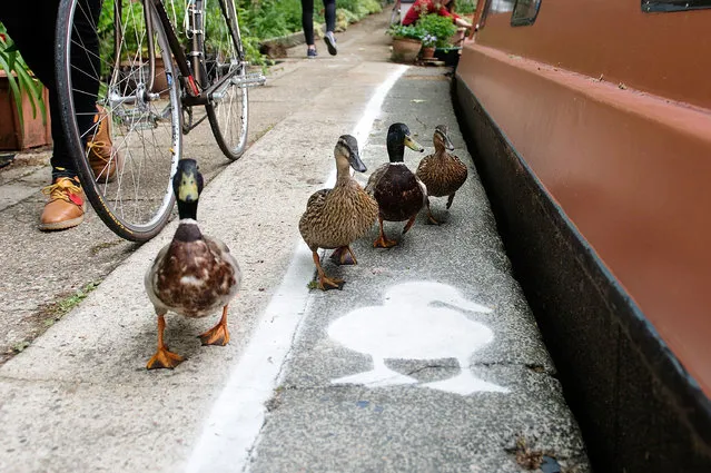 Temporary duck lanes have been painted on busy towpaths in London, Birmingham and Manchester to highlight the narrowness of the space that is shared by a range of people and wildlife on May 15, 2015 in London, England. The Canal & River Trust's new campaign, Share the Space, Drop your Pace. (Photo by Bethany Clarke/Getty Images for Canal & River Trust)
