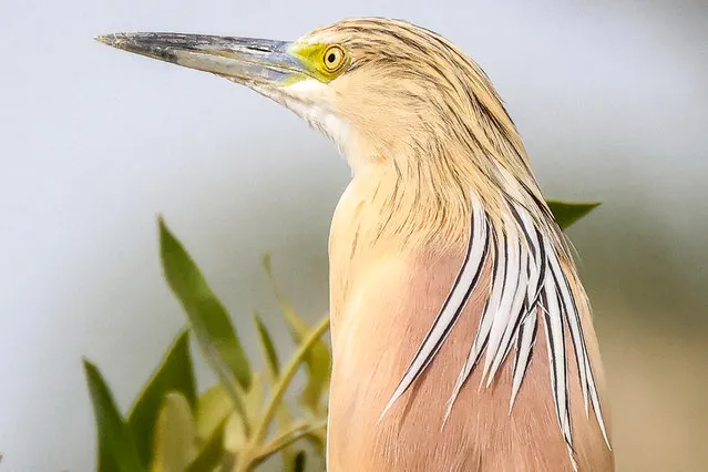 A male squacco heron (Ardeola ralloides) perches on a tree branch in Kuwait City on April 3, 2024. (Photo by Yasser Al-Zayyat/AFP Photo)