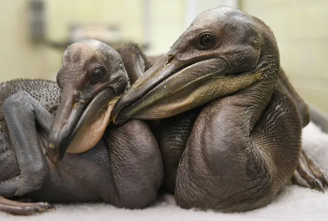 Two baby pink pelicans can be seen in the Stralsund zoo in Stralsund, Germany, 27 February 2017. Two around 30 year old female birds have laid in total nine eggs. The zoo has had pink pelicans since 1990 but only now it is getting its first hatchlings. (Photo by Stefan Sauer/DPA/Zentralbild)