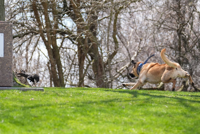 A dog chases a squirrel carrying peanut at Ashbridge Bay Park on a sunny day in Toronto, Ontario, Canada on April 15, 2024. (Photo by Mert Alper Dervis/Anadolu via Getty Images)