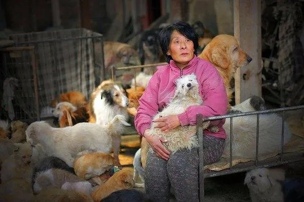 Yang Xiaoyun Saved 100 Dogs From Meat Festival