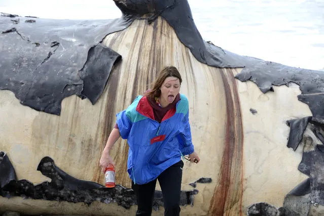 Chelsea Brown reacts to the smell of a dead whale  on the shore, Monday, April 25, 2016, on the cobblestone beach at Lower Trestles on San Onofre State Beach, just south of San Clemente, Calif. (Photo by Jeff Gritchen/The Orange County Register via AP Photo)