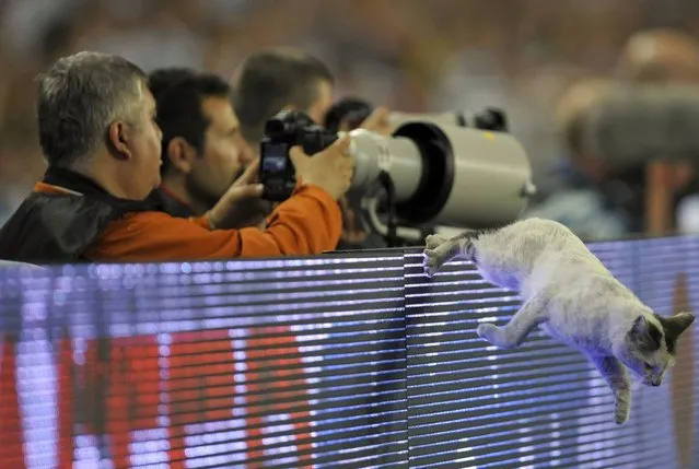 A cat jumps from the advertising board during the UEFA Cup final soccer match between Werder Bremen and Shakthar Donetsk at Sukru Saracoglu stadium in Istanbul on May 20, 2009. (Photo by Kai Pfaffenbach/Reuters)