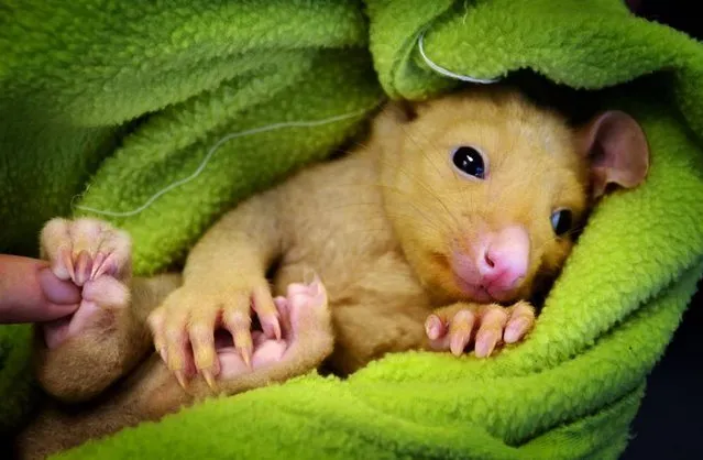 Golden Brushtail Possum