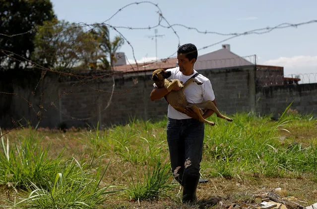 Alvaro Saumet rescues a stray dog in San Jose, Costa Rica, April 22, 2016. (Photo by Juan Carlos Ulate/Reuters)