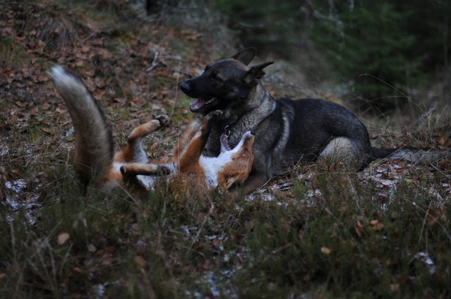 Life Fox And Hound