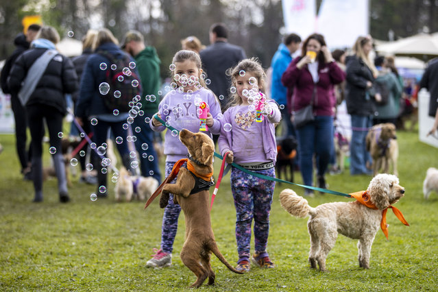 Sisters Sophie Moore(6) and Oliva Moore (5) with Frida a Cockapoo and Rupert a Cocker Cross from Glasnevin, Dublin at Pups in the Park in Marlay Park on April 23, 2023. (Photo by Tom Honan/The Irish Times)