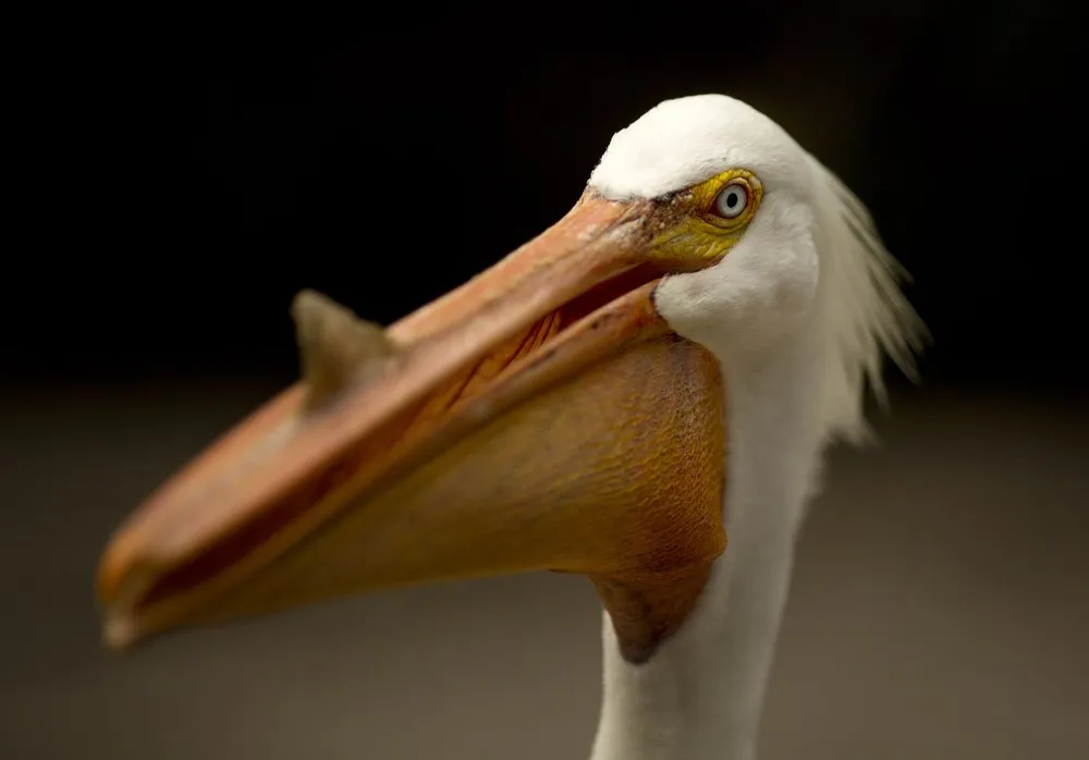 The Week in Pictures: Animals, May 10 – May 16, 2014