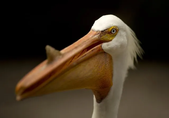 An American White Pelican displays the bump on the top of his beak, Tuesday, May 13, 2014 at Flamingo Gardens in Davie, Fla. The bump shows the bird wants to mate and will disappear after breeding season. Flamingo Gardens is 60 acres featuring 3000 species of rare & exotic, tropical, subtropical, and native plants and trees. (Photo by AP Photo)