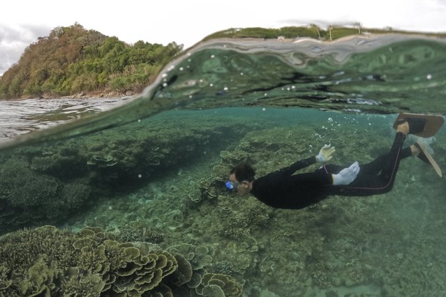 A man swims beside corals off of Verde Island, Batangas province, Philippines on Wednesday, January  24, 2024. The Philippines is seeing one of the world's biggest buildouts of natural gas infrastructure. But the buildout raises serious questions about the health of nearby coral reefs and fishing communities. (Photo by Aaron Favila/AP Photo)