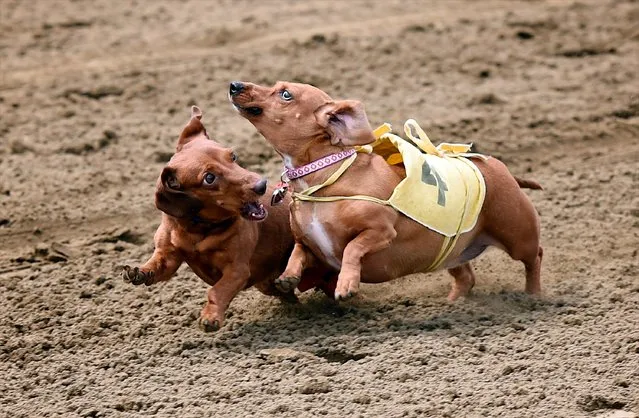 Lilly, right, runs past a competitor to win the 2015 Ellis Park Wiener Dog Derby Champion, Saturday, July 18, 2015, in Henderson, Ky. (Photo by Mike Lawrence/Courier & Press via AP Photo)