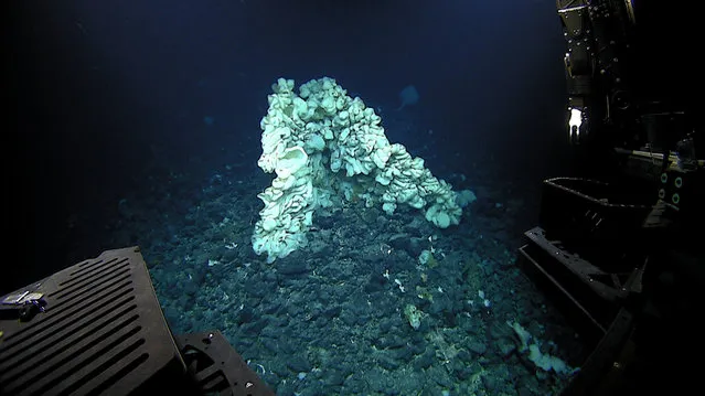 This Aug. 12, 2015 photo provided by NOAA's Office of Exploration and Research/Hohonu Moana 2015 shows a massive sponge photographed at a depth of about 7,000 feet in the Papahanaumokuakea Marine National Monument off the shores of the Northwestern Hawaiian Islands. A team of scientists on a deep-sea expedition discovered the sponge, which they say is the world's largest ever documented.A study published this week in the scientific journal Marine Biodiversity described the massive sponge after a year of study. (Photo by NOAA Office of Exploration and Research/Hohonu Moana 2015 via AP Photo)