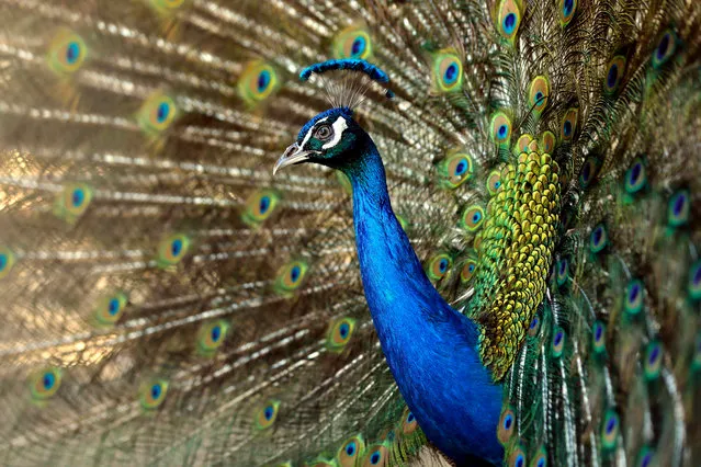 A peacock displays its tail inside its enclosure at the Tbilisi Zoo in Tbilisi, Georgia, 22 May 2017. (Photo by Zurab Kurtsikidze/EPA)