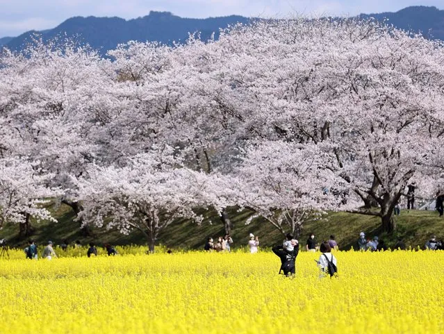 People enjoy viewing and taking photos of cherry blossoms in full bloom in a field of rapeseed in Kashihara, Nara prefecture, western Japan, 04 April 2022. (Photo by JIJI Press/EPA/EFE)