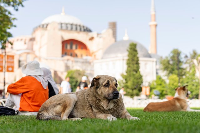 A stray dog rests outside Byzantine-era Hagia Sophia mosque in Istanbul, Turkey, Wednesday, July 3, 2024. A Turkish parliamentary commission on Wednesday began a tense debate on a bill designed to manage the country's large stray dog population which animal rights advocates fear could result in the widespread killing of the animals. (Phoot by Francisco Seco/AP Photo)