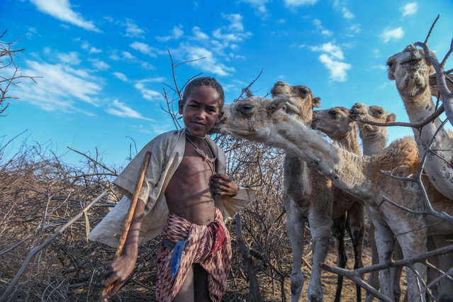 A boy of Rendille people, living in the arid northern regions of Kenya and are defined as a nomadic-shepherd community, is seen with camels as he continue to maintain their traditional lifestyle today in the village of Kargi, Marsabit County, Kenya on August 27, 2024. The community sustain their livelihoods through the herding of camels, cattle, sheep, and goats. Known for their skills in livestock raising, the Rendille, who are called 'those who hold the stick of God', also draw attention with their colorful traditional clothes and jewelry. (Photo by Gerald Anderson/Anadolu via Getty Images)