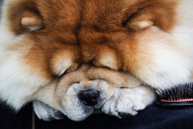 A Chow Chow sleeps next to a hair brush on a grooming table during the 147th Westminster Kennel Club Dog show, Monday, May 8, 2023, at the USTA Billie Jean King National Tennis Center in New York. (Photo by John Minchillo/AP Photo)