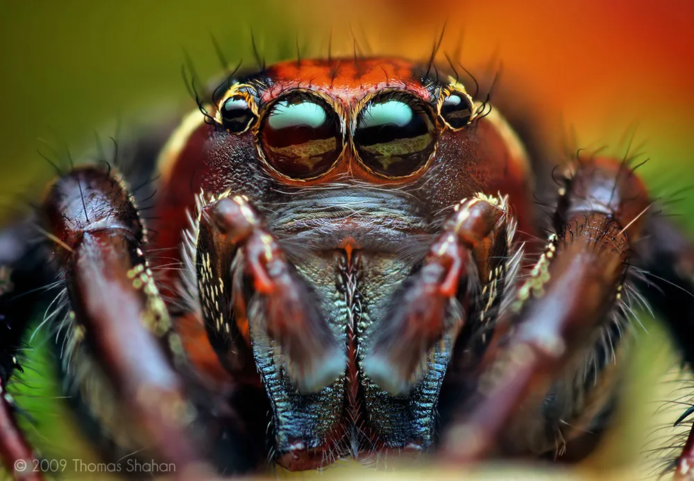 Photographers: Thomas Shahan. Insects Close-Up