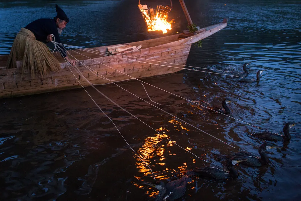 Bird Fishermen of Japan