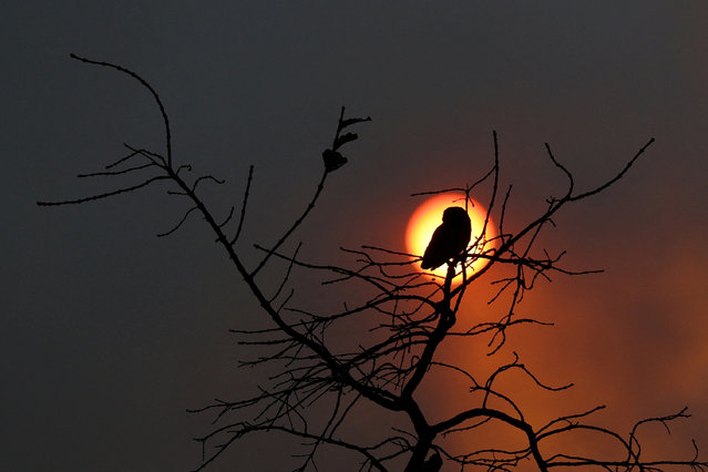 The sun sets, appearing dark orange due to smoke from wildfires in Brasilia National Park, in Brasilia, Brazil on September 15, 2024. (Photo by Ueslei Marcelino/Reuters)