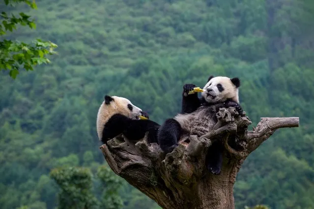 Giant pandas eat bamboo in a tree at the Shenshuping Base of China Conservation and Research Center for the Giant Panda on May 16, 2022 in Aba Tibetan and Qiang Autonomous Prefecture, Sichuan Province of China. (Photo by Xu Jun/VCG via Getty Images)