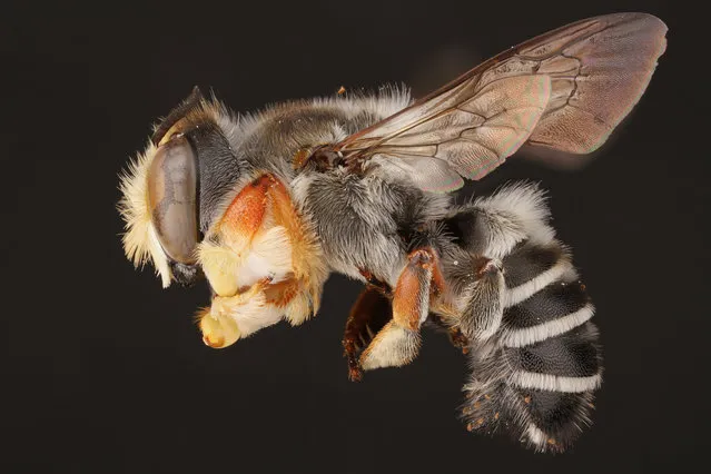 The male hostile leaf-cutter bee. (Photo by Alejandro Santillana/Insects Unlocked/Cover Images)