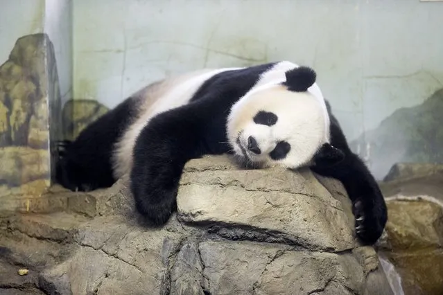 Giant panda Mei Xiang sleeps indoors at Smithsonian's National Zoological Park in Washington, DC, USA, 11 August 2015. Scientists have confirmed a secondary rise in giant panda Mei Xiang's urinary progesterone levels. The rise started 20 July and indicates that she will either have a cub or experience the end of a pseudopregnancy within 30 to 50 days. Mei Xiang was artificially inseminated in late April, with frozen sperm collected from Hui Hui, a panda living in China, and fresh sperm collected from the National Zoo's Tian Tian. (Photo by Michael Reynolds/EPA)