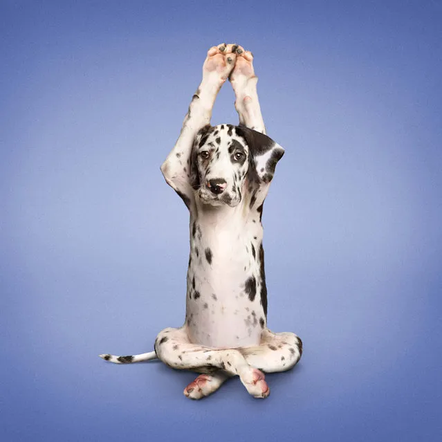 Yoga Dogs