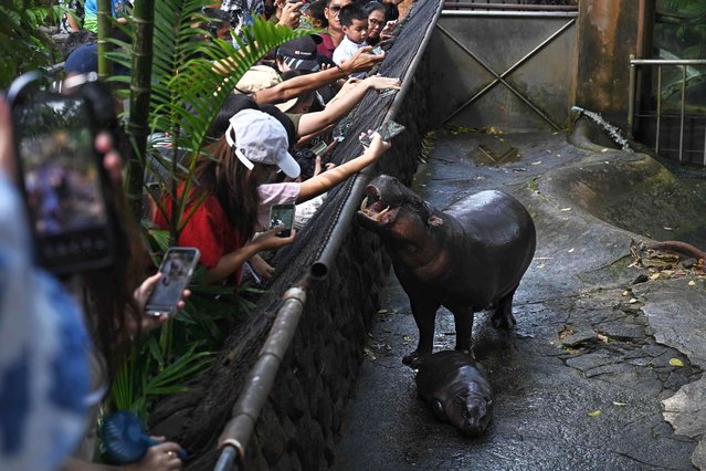 Visitors look at Moo Deng, a two-month-old female pygmy hippo who has recently become a viral internet sensation, alongside her mother Jona, 25, at Khao Kheow Open Zoo in Chonburi province on September 15, 2024. (Photo by Lillian Suwanrumpha/AFP Photo)