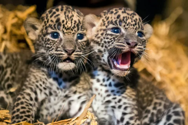 Two female Sri Lankan leopard cubs, born on July 1, 2014, sit their cage in the zoo of Maubeuge, northern France, on July 29, 2014. The Sri Lankan leopard is a threatened species, with an estimated 700 living in the wild and 65 in captivity. (Photo by Philippe Huguen/AFP Photo)
