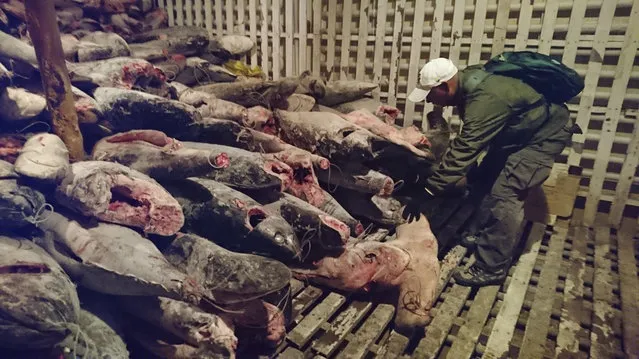 In this August 13, 2017 handout photo provided by Galapagos National Park a park ranger takes part in the inspection of a Chinese flag ship where 300 tons of marine species, several of them in danger of extinction, were found, in Galapagos Islands, Ecuador. The ship and its crew have been detained. (Photo by Galapagos National Park via AP Photo)