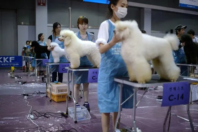 In a photo taken on August 30, 2014 dog owners prepare to shave their poodles during a competition at a dog show in Seoul. Some 2000 dogs took part in the three-day show organised by the Korea Kennel Federation which was celebrating its 58th anniversary. Dog ownership in South Korea is a growing industry widely reported to have passed 10 million in 2013, with private expenditure on pet supplies increasing some 14 percent per year since 2000, according to a report by the Nonghyup Economic Research Institute. (Photo by Ed Jones/AFP Photo)
