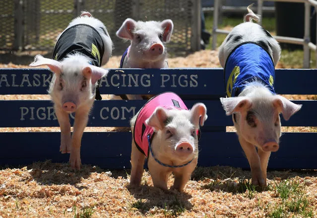 Piglets compete in the All Alaskan Pig race during the annual Kern County Fair in Bakersfield, California on September 30, 2017. (Photo by Mark Ralston/AFP Photo)